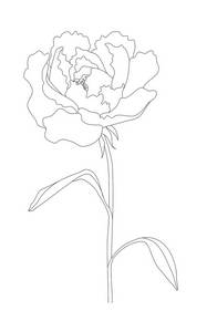 Juliste Peony Lines Valkoinen Sisustus Homeroom