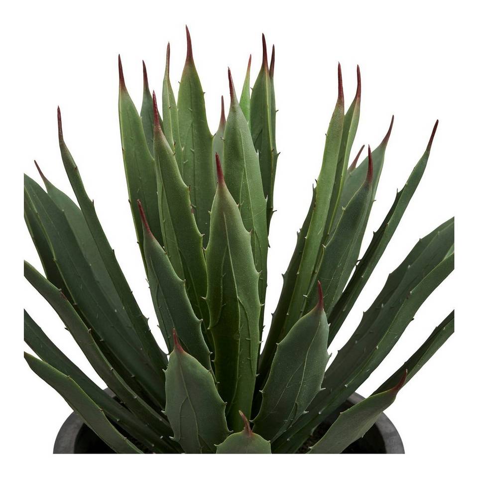 House Nordic Med kruka Agave, grön från House Nordic, bild 5