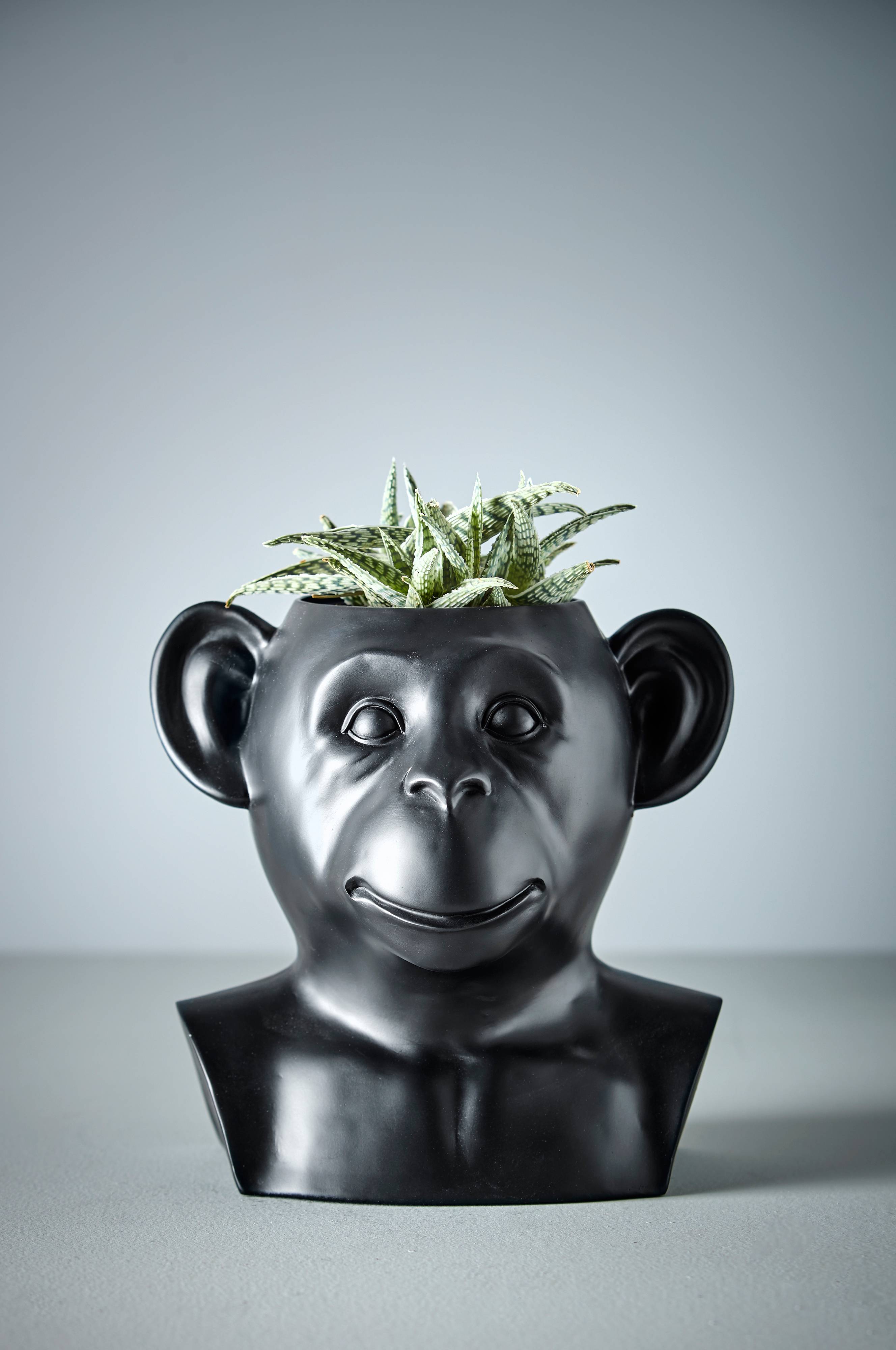 Monkey 2025 vase invotis