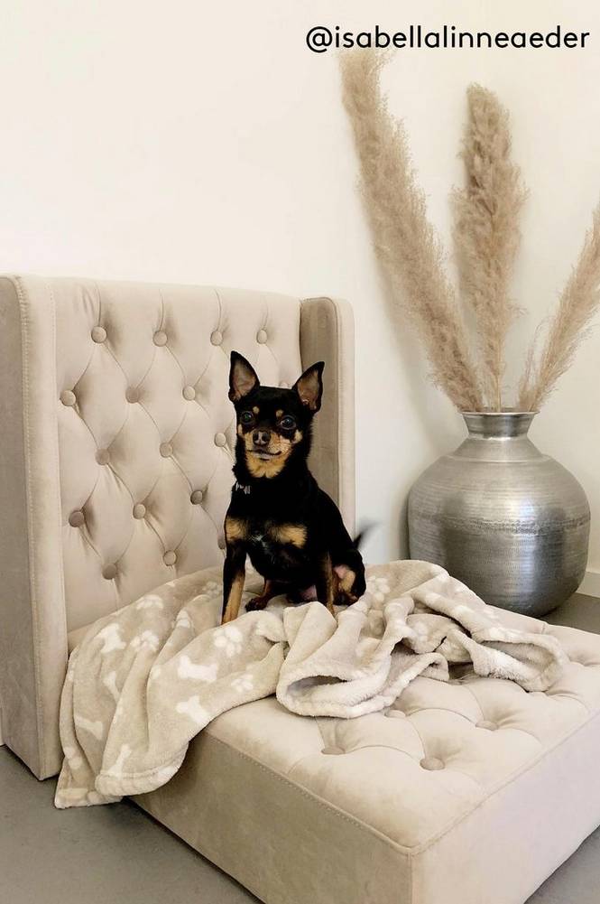 SKENE LYX hunde-/katteseng