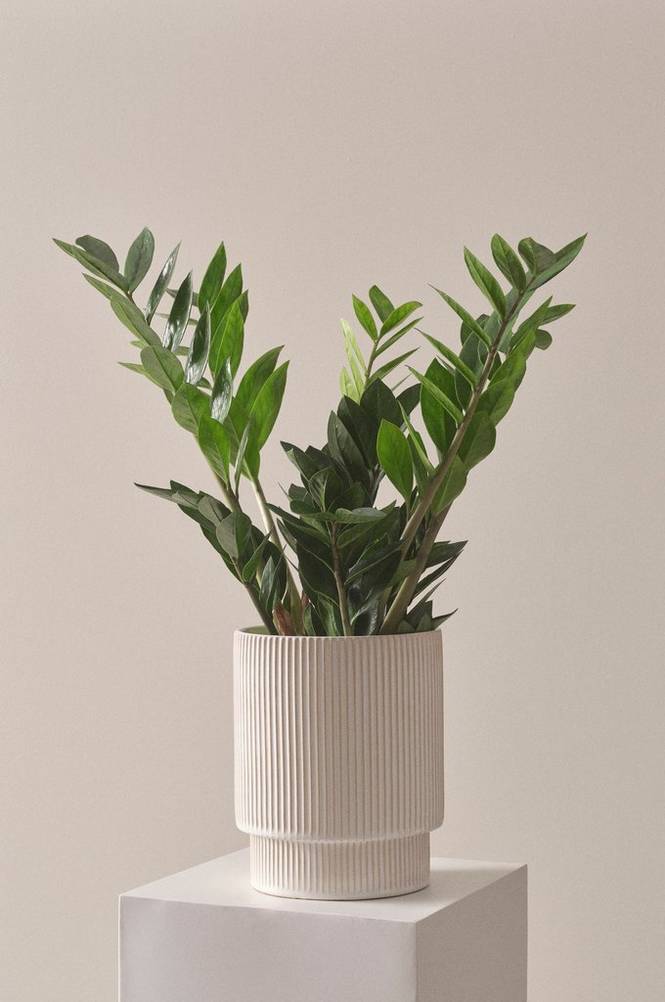Garderobsblomma Grön