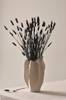 Lagurus Black We2162408-900