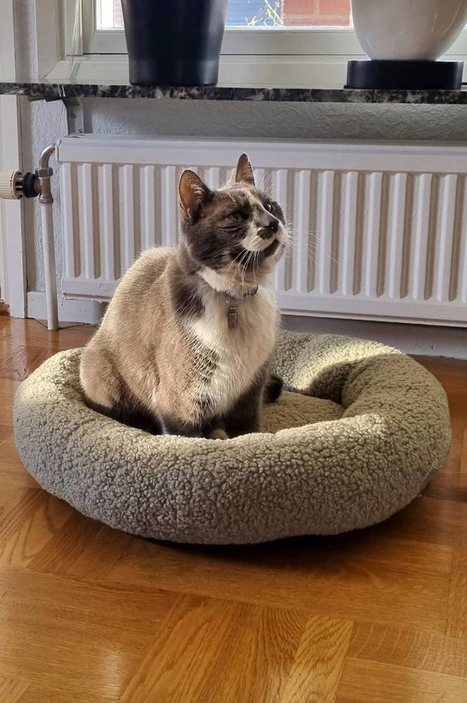 YOSHI hundbädd/kattbädd Grön