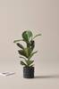 FICUS LYRATA plante, højde 60 cm Grøn
