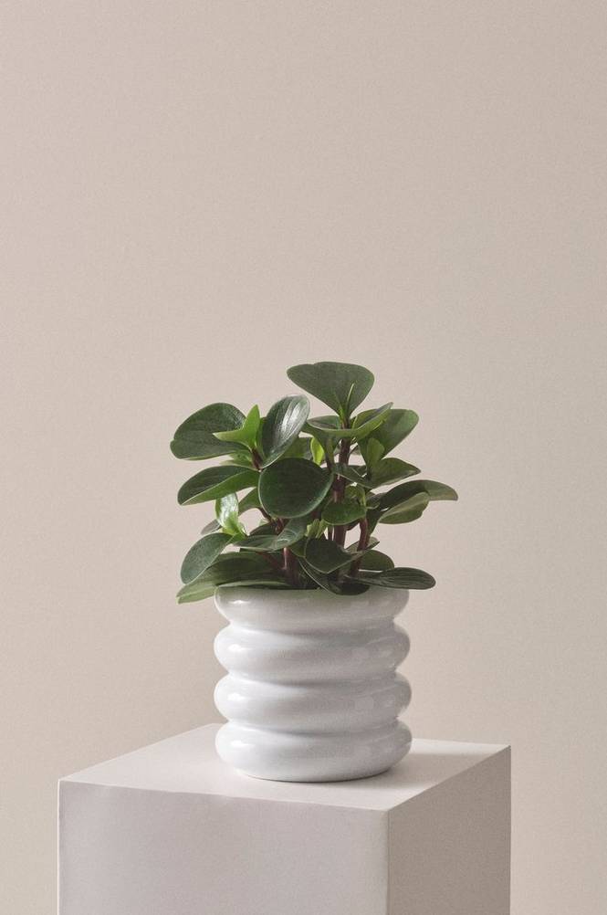 PEPEROMIA RED CANYON krukväxt höjd 20 cm