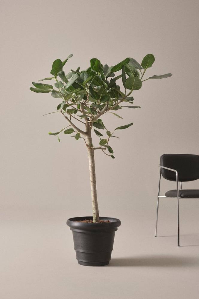 FICUS AUDREY krukväxt höjd 150 cm