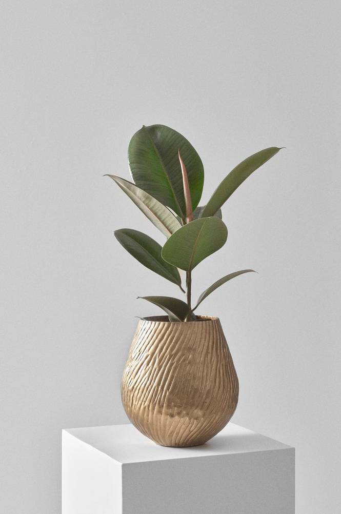 FICUS EI ROBUSTA krukväxt höjd 40 cm