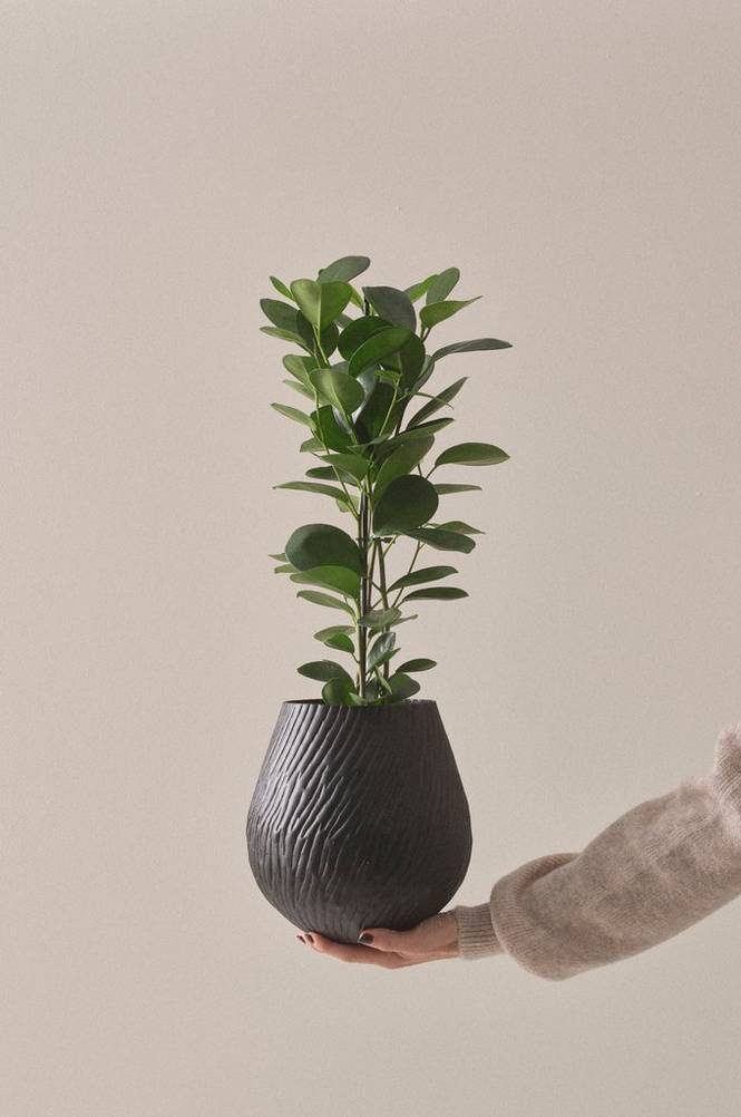FICUS MICROCARPA MOCLAME krukväxt höjd 55 cm Grön