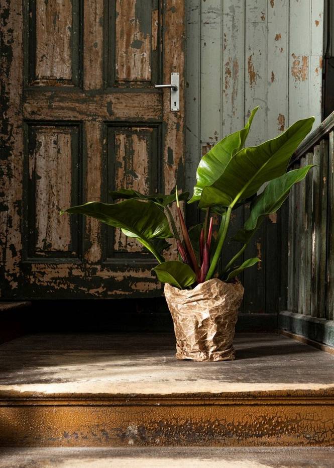 PHILODENDRON IMPERIAL GREEN MERSTAN krukväxt höjd 80 cm