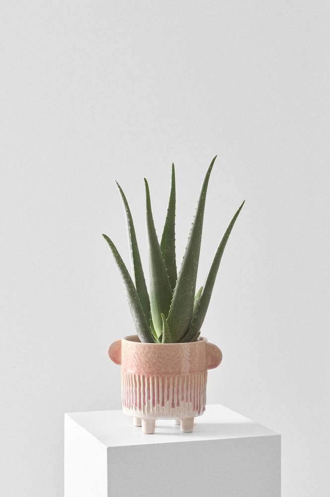 ALOE VERA krukväxt höjd 40 cm Grön