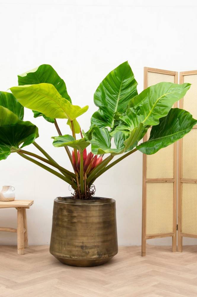 Philodendron Melinonii Ghost 140 cm Grön
