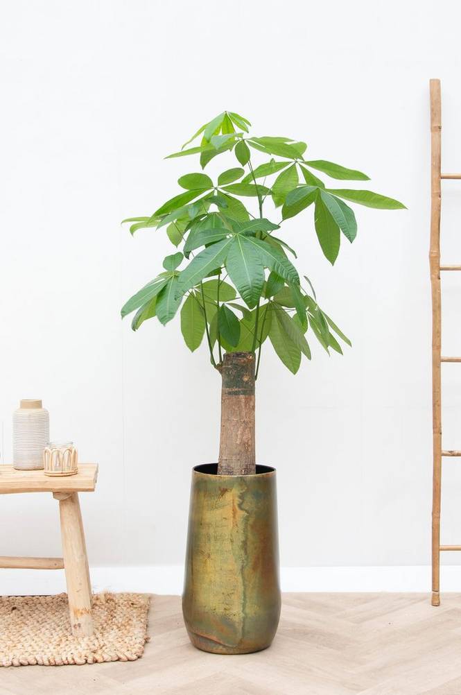 Pachira Grov stam 130 cm Grön