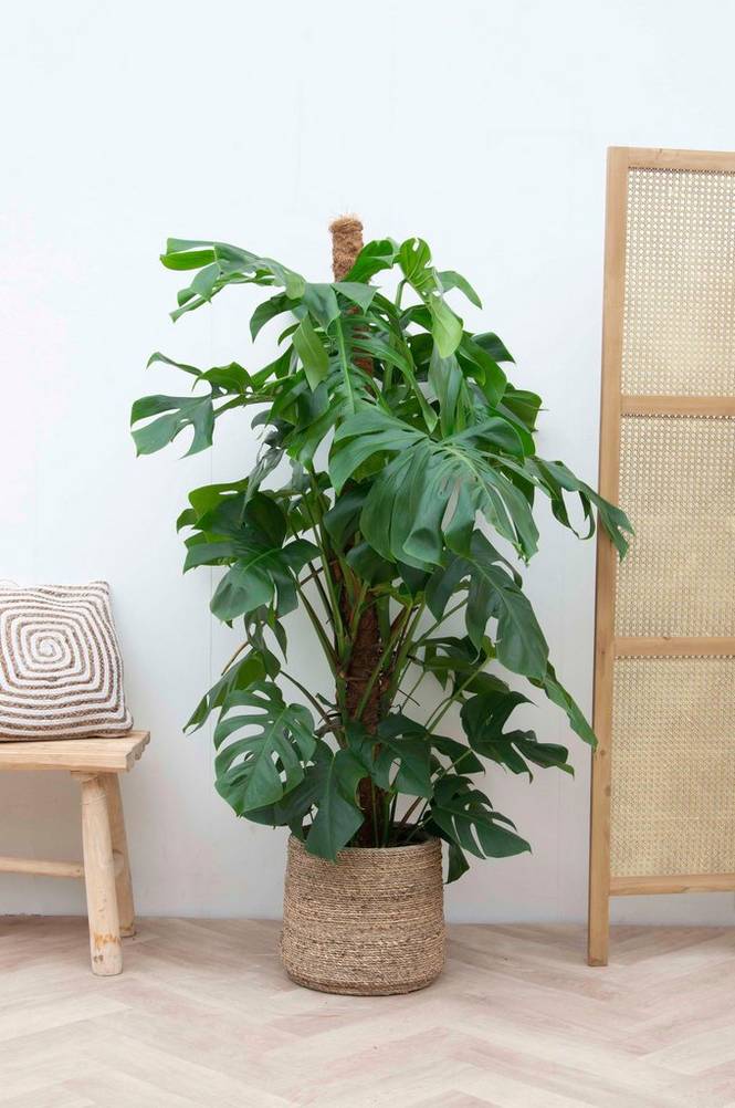 Monstera Deliciosa på mosstok 150 cm Grön