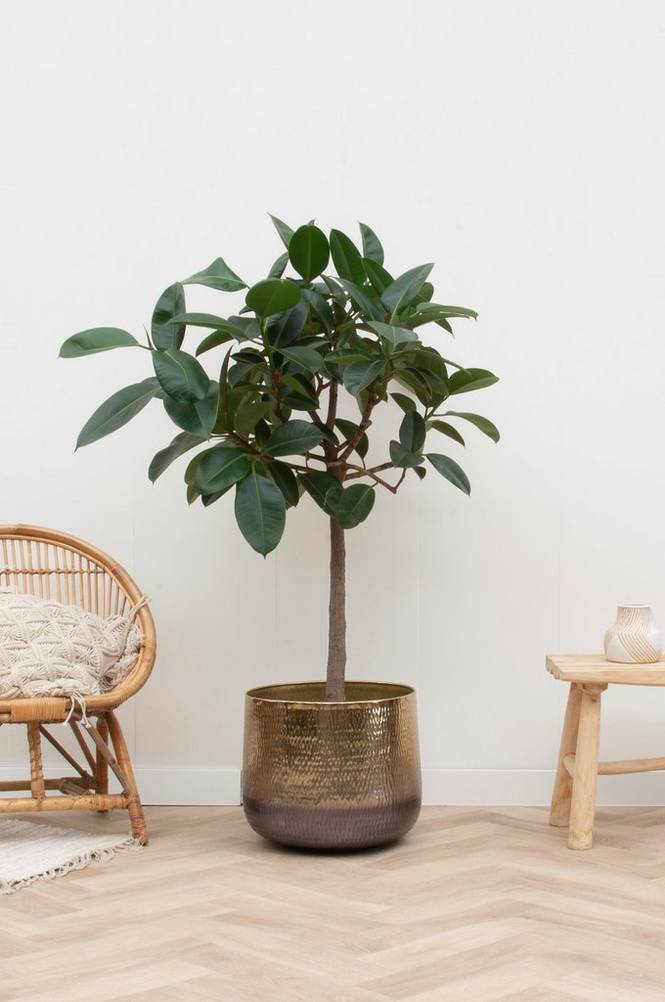 Ficus Robusta på stam 150 cm Grön