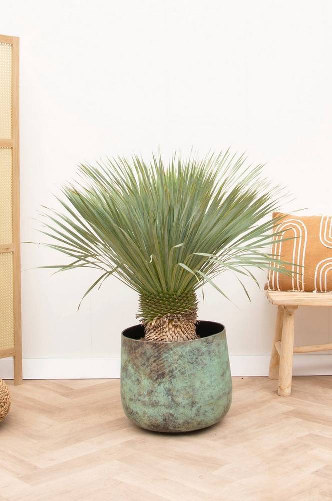 Yucca Rostrata på stam 120 cm Grön