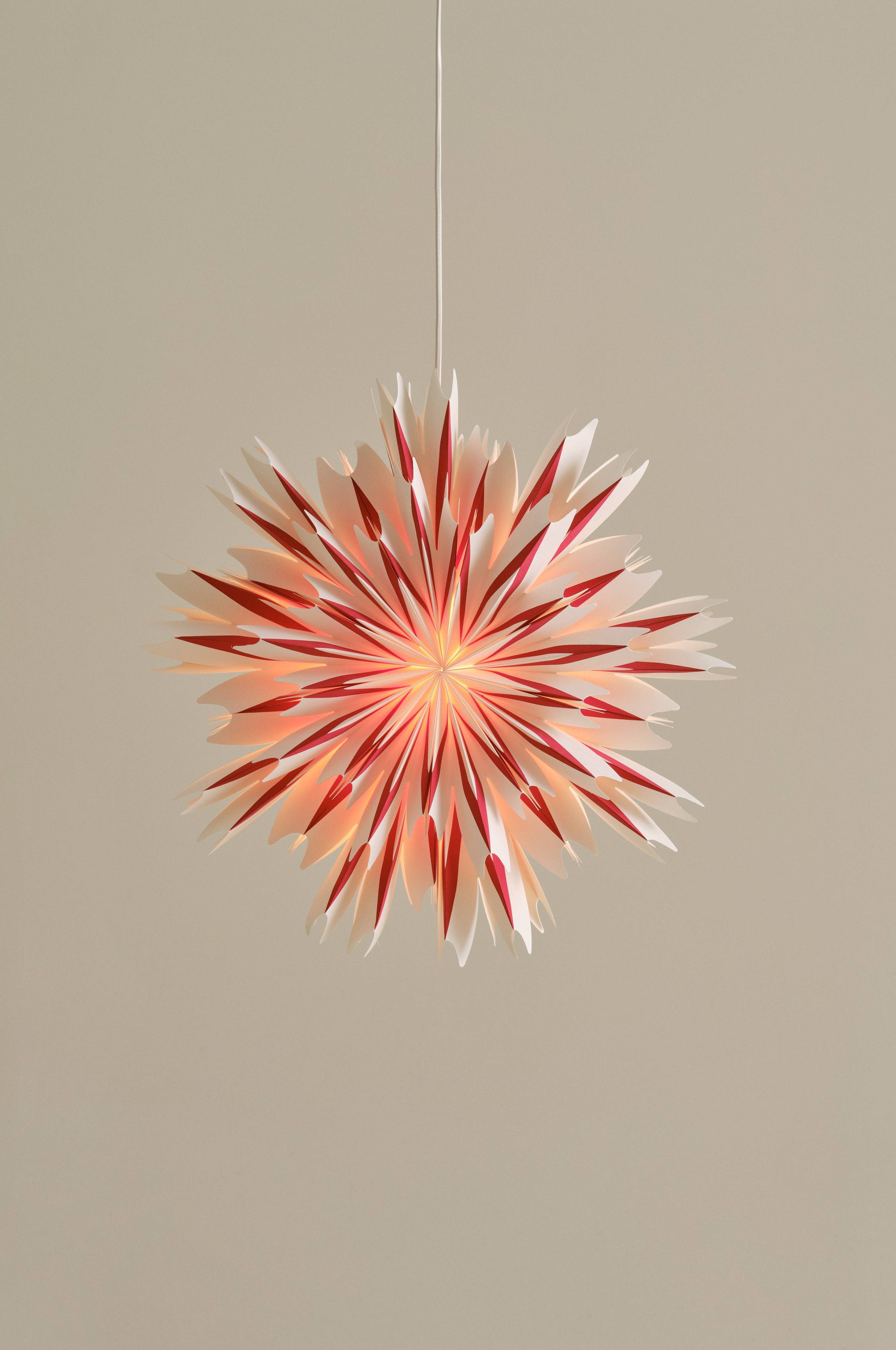 THEBE Weihnachtsstern  50 cm